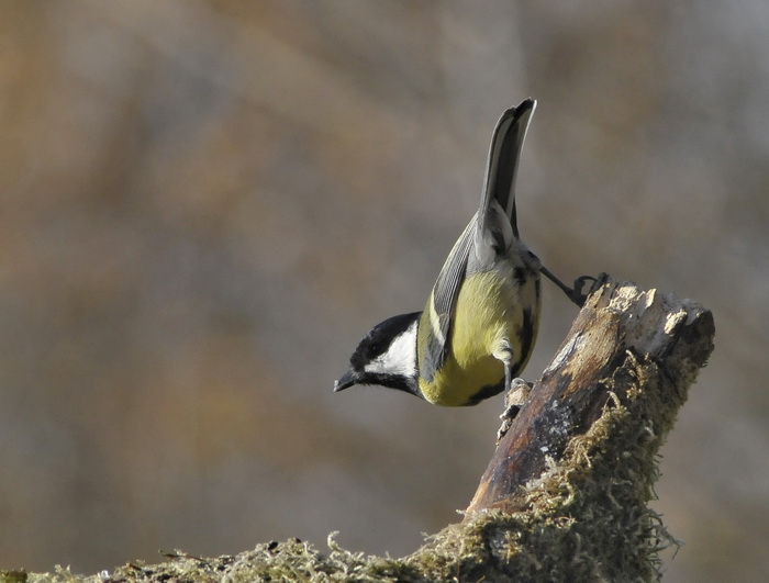 Virtuosismi di Cincia - Parus major